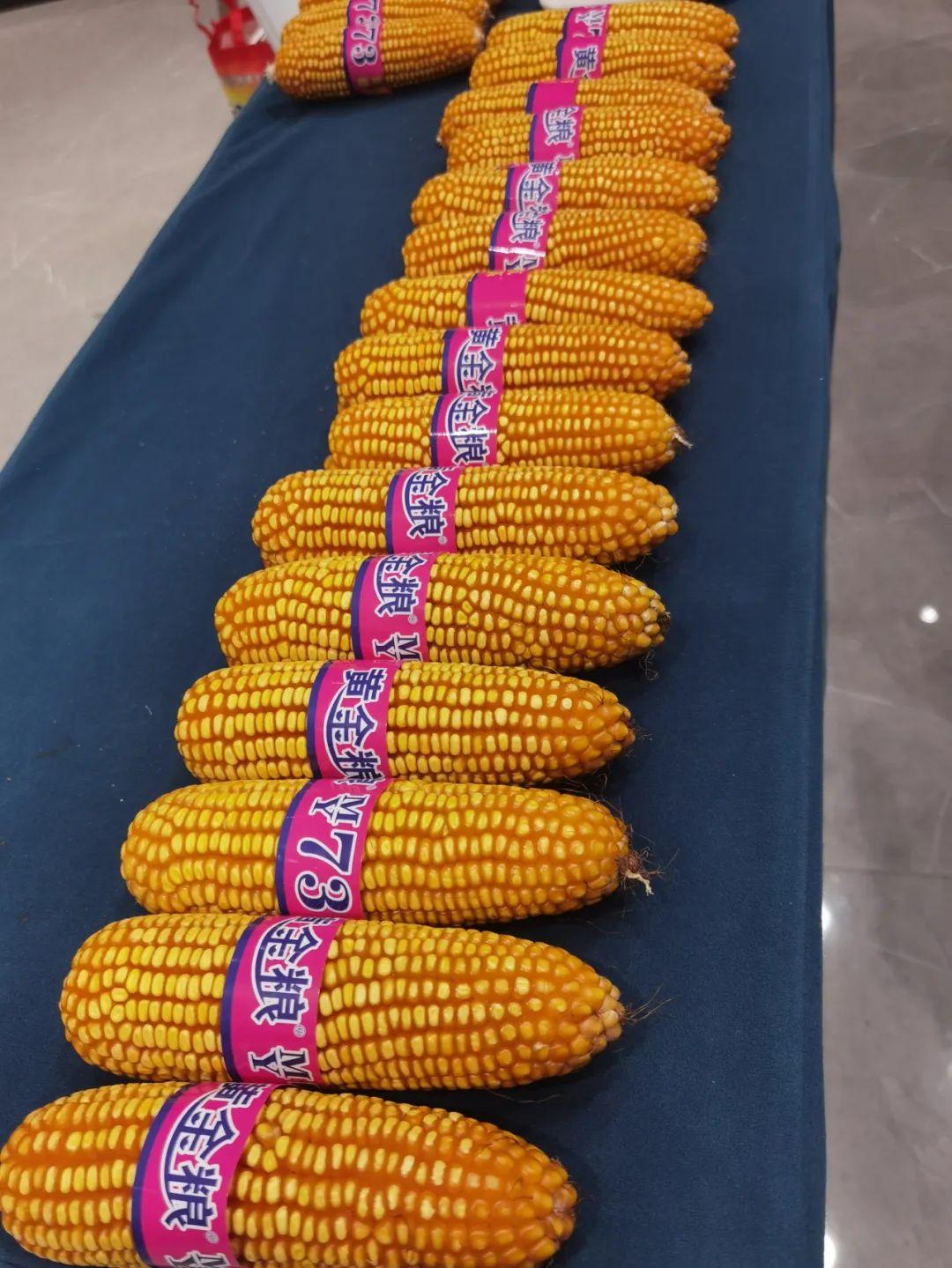 福盛园57玉米品种简介图片