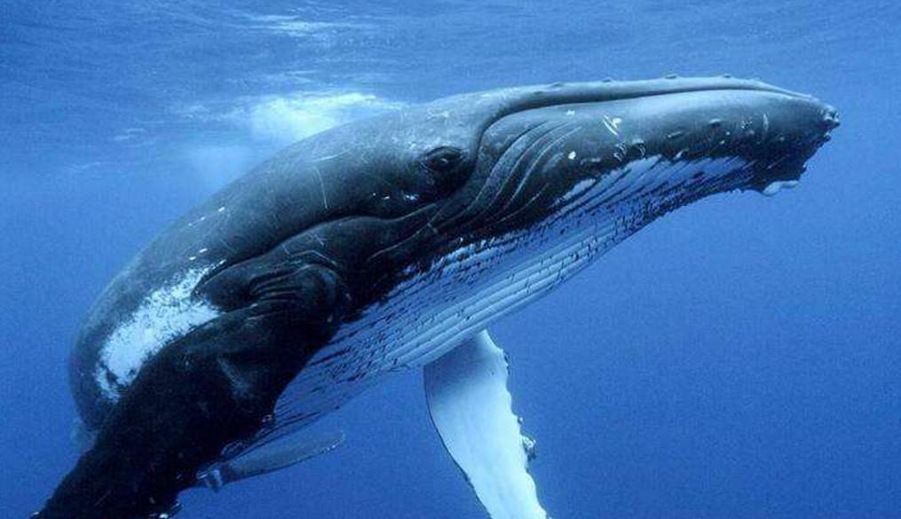 鲸的照片真实图片