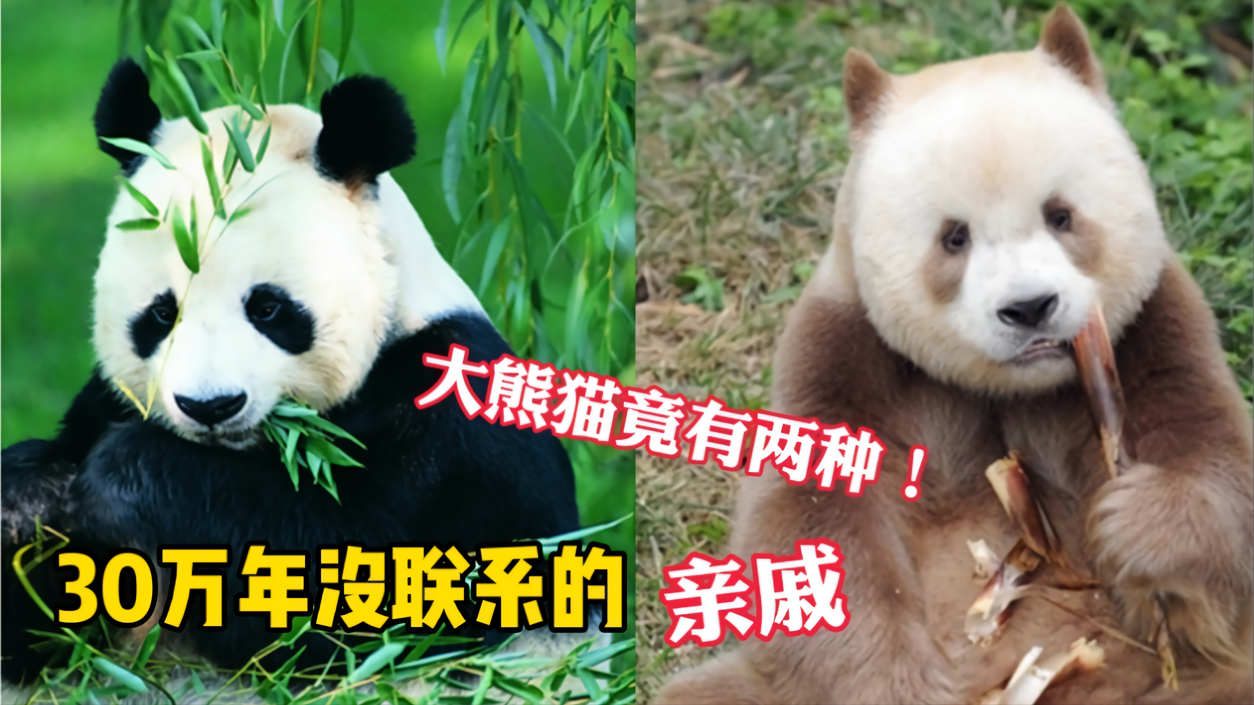 大熊猫有两种-（熊猫的种类有哪几种）(图1)