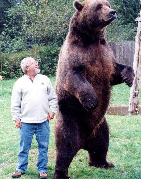 世界上体型最大的动物图片