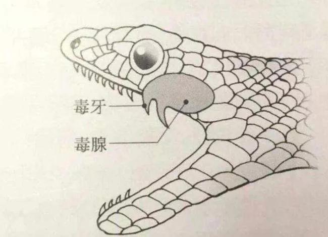 海蛇怎么画?简笔画图片