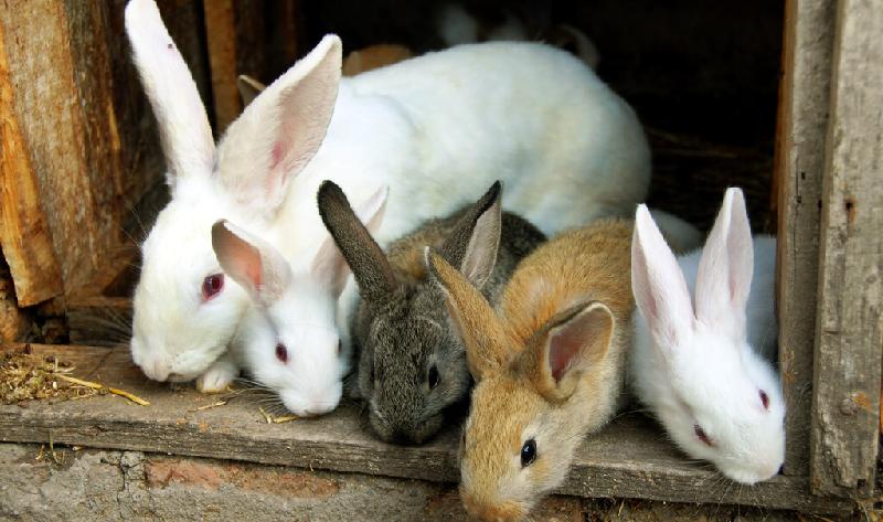 养殖兔子一年能挣多少钱,养100只兔子一年利润是多少